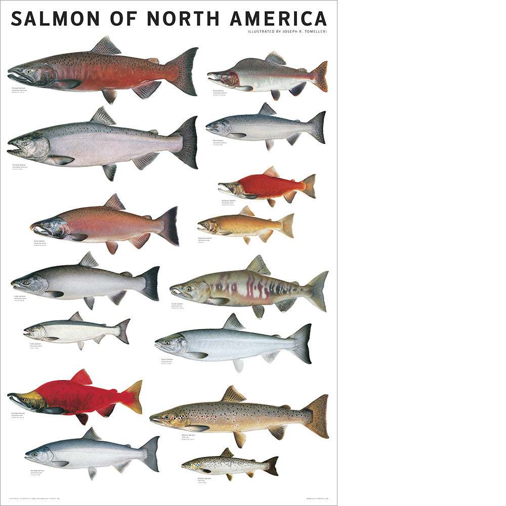 Salmon of North America Poster