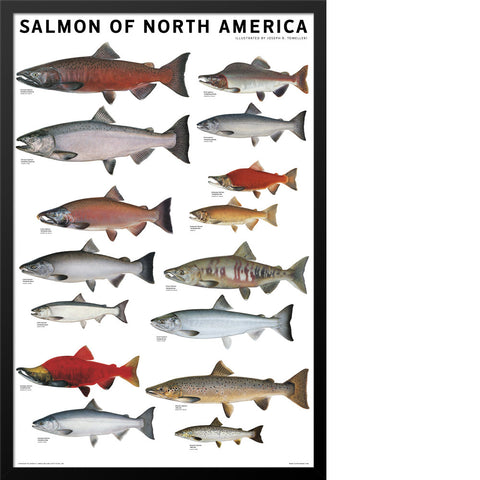Salmon of North America Poster