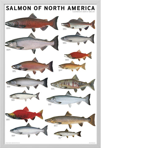 Salmon of North America Poster