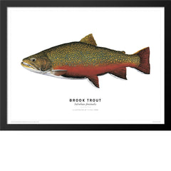 Brook Trout Poster