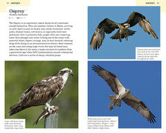 American Birding Association Field Guide to Birds of Maine